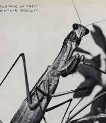 BARNETT, COURTNEY -  Creature Of Habit