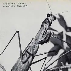 BARNETT, COURTNEY - Creature Of Habit